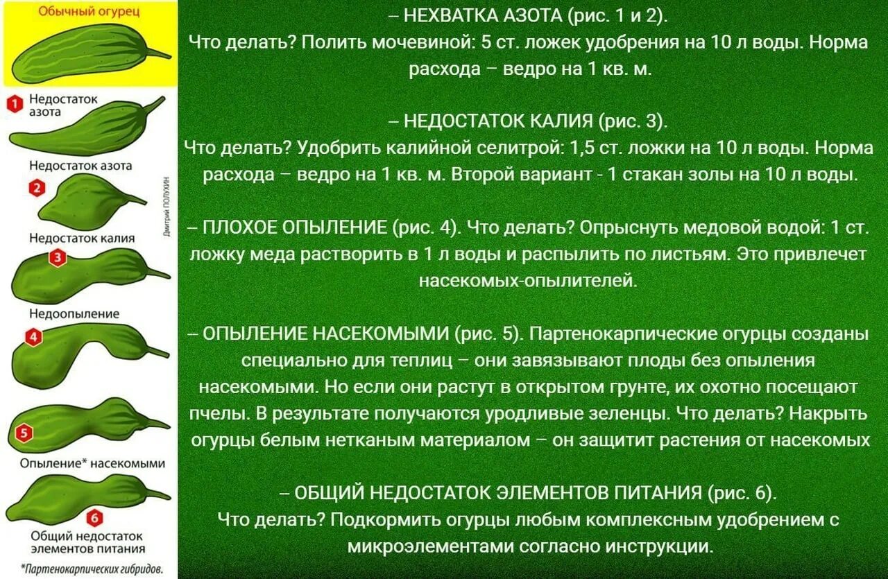 Огурцов окончание. Чего не хватает огурцам по форме. Как узнать чего не хватает огурцам по форме плода. Недостаток микроэлементов у огурцов. Недостаток элементов по форме огурца.