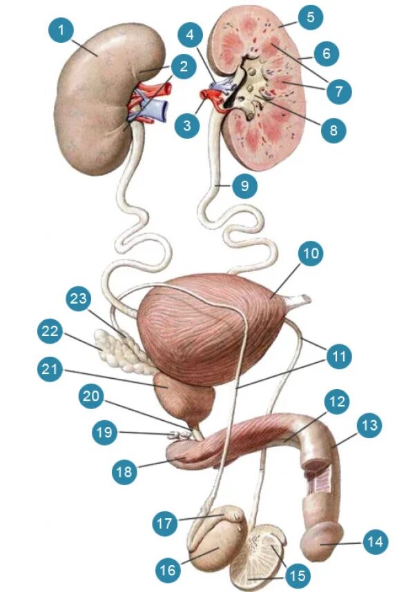 Мочевые органы мужчины. Мочеполовая система почки анатомия. Мочевыделительная система у мужчин анатомия. Мужская мочевая система анатомия. Строение мочеполовой системы мужчины.