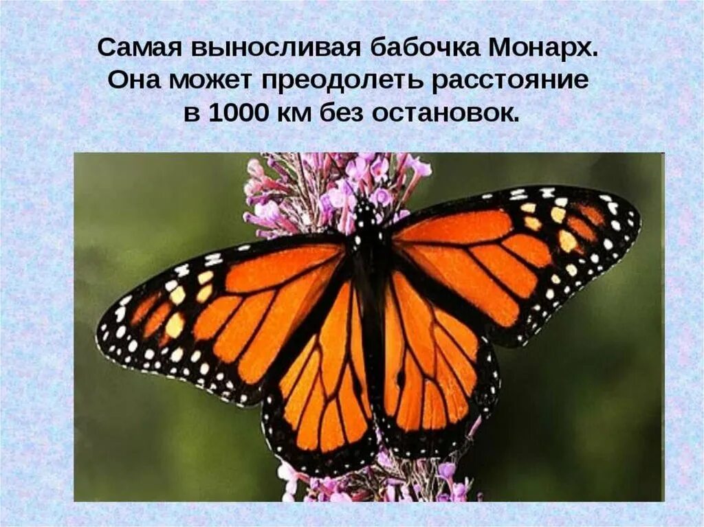 Сообщение первые бабочки 2 класс окружающий мир. Интересные бабочки. Интересное про бабочек для детей. Факты о бабочках. Удивительные факты о бабочках.