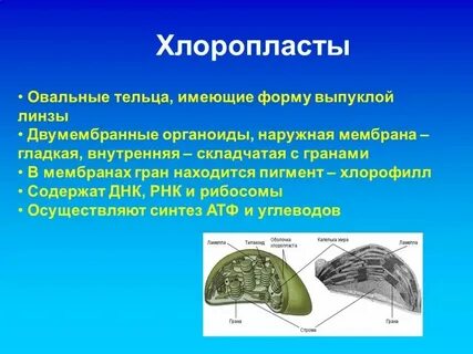 Органоид содержащий пигмент хлорофилл
