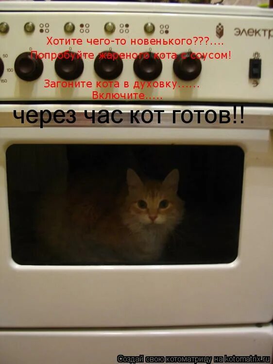 Включи кот на час