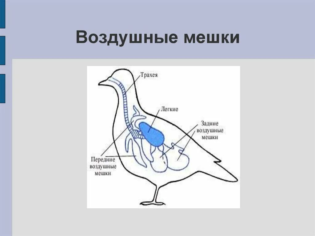 Какую функцию выполняют воздушные мешки. Воздушные мешки у птиц. Как выглядит воздушный мешок. Задние воздушные мешки у птиц. Воздушные мешки у птиц расположены.