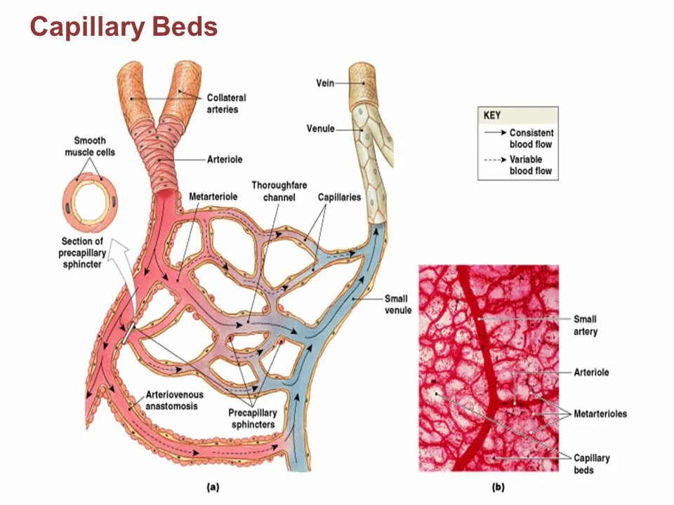 Капеляр. Прекапиллярные артериолы. Сосуды микроциркуляторного русла. Прекапиллярные сфинктеры гистология. Строение прекапиллярные сфинктеры.