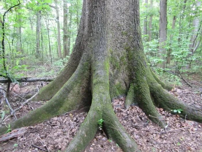 Корни большого дуба. Дерево с большими корнями. Деревья с корнями на поверхности. Дерево с большими корнями на поверхности. Вековые деревья фото.