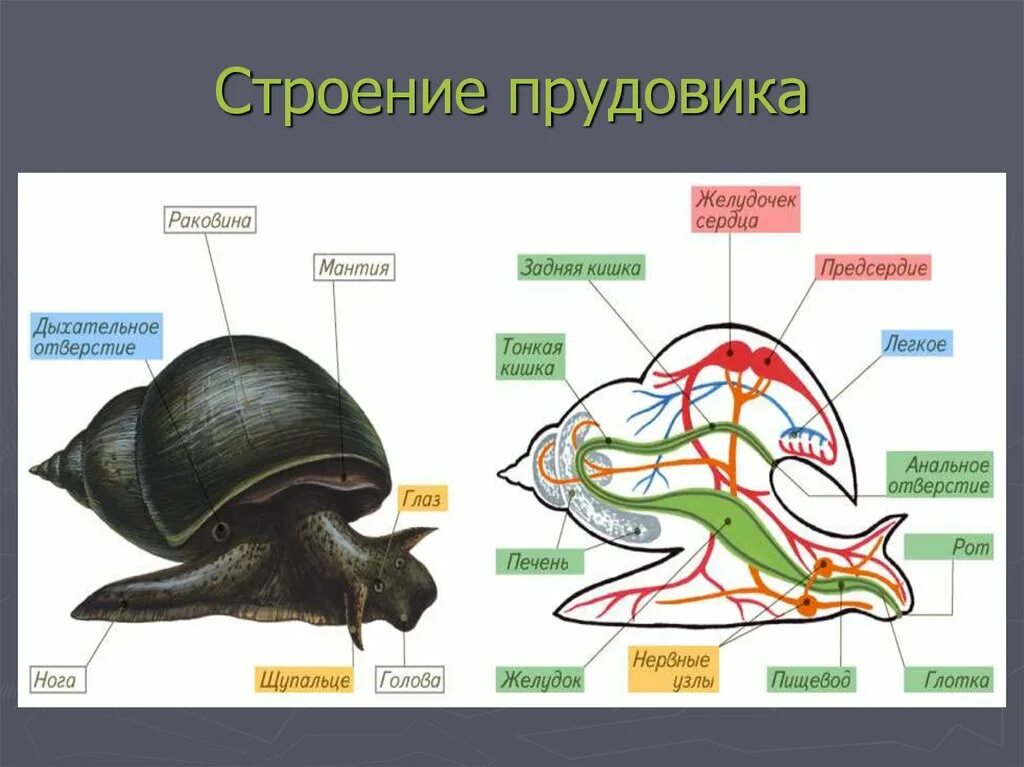 Моллюски общее строение. Внешнее и внутреннее строение раковины прудовика. Внешнее строение прудовика обыкновенного. Брюхоногие моллюски прудовик строение. Улитка прудовик внешнее строение.