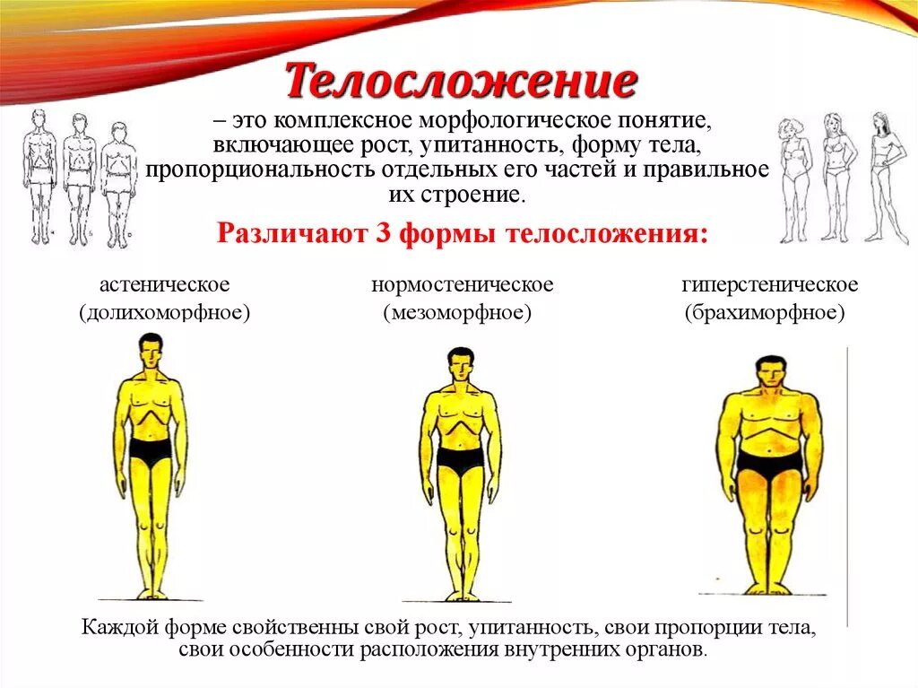 Морфологические изменения организма это. Типы Конституции тела человека астеник. Астенический Тип телосложения. Нормостенический Тип, астенический Тип, гиперстенический Тип,. Типы телосложения нормостеническое Астеническое гиперстеническое.