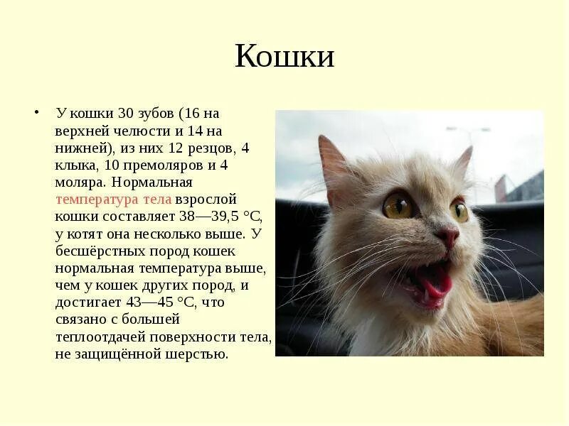 Какая температура у кошек. Температура тела у котов в норме. температура у кота норма. какая средняя температура у кошек. температура тела у кошек в норме какая.