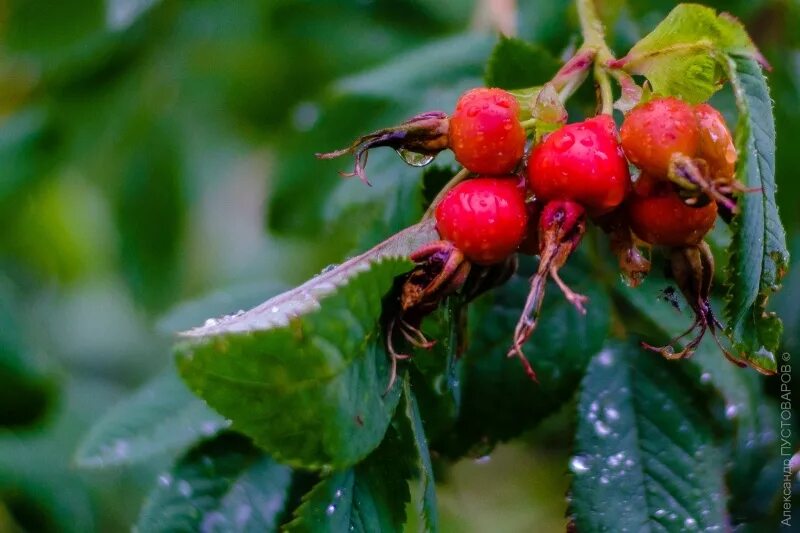 черника обыкновенная ягоды. качинская 64 красноярск. брусника в тайге. империя ягод красноярск. империя ягод красноярск.