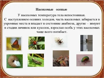 Температура насекомых