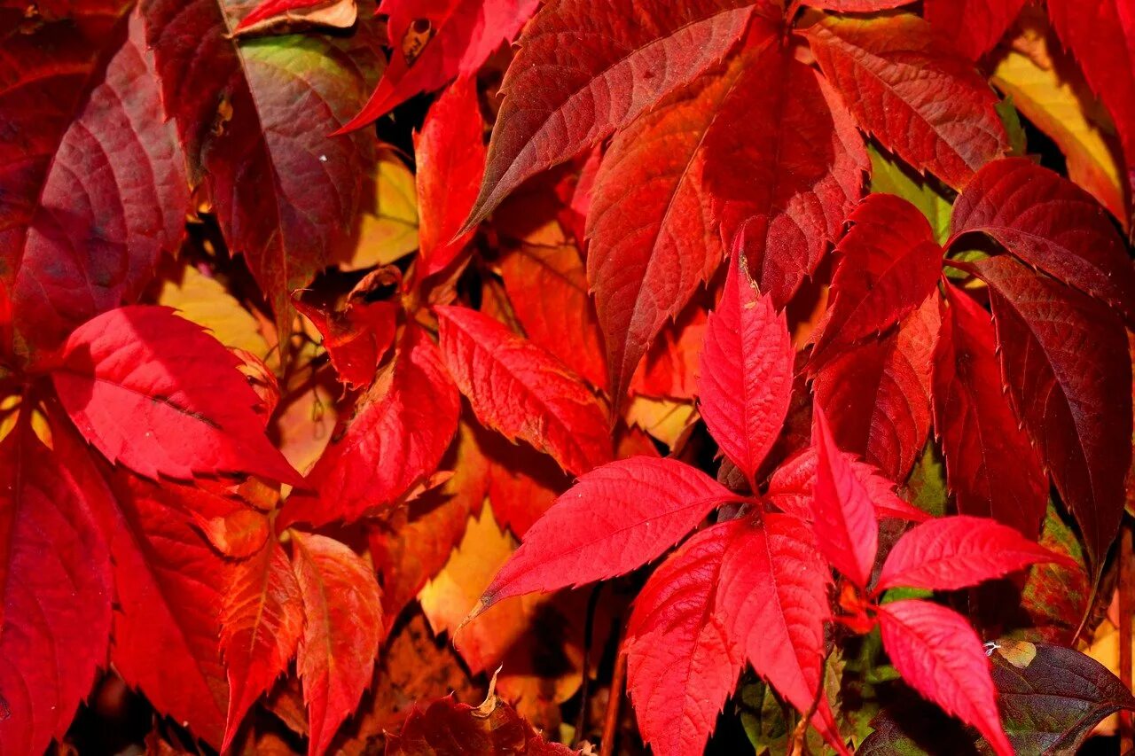 Листья краснеют по краям. Красный лист. Кустарник с красными листьями. Кустарник с красноватыми листьями. Красно коричневые листья.