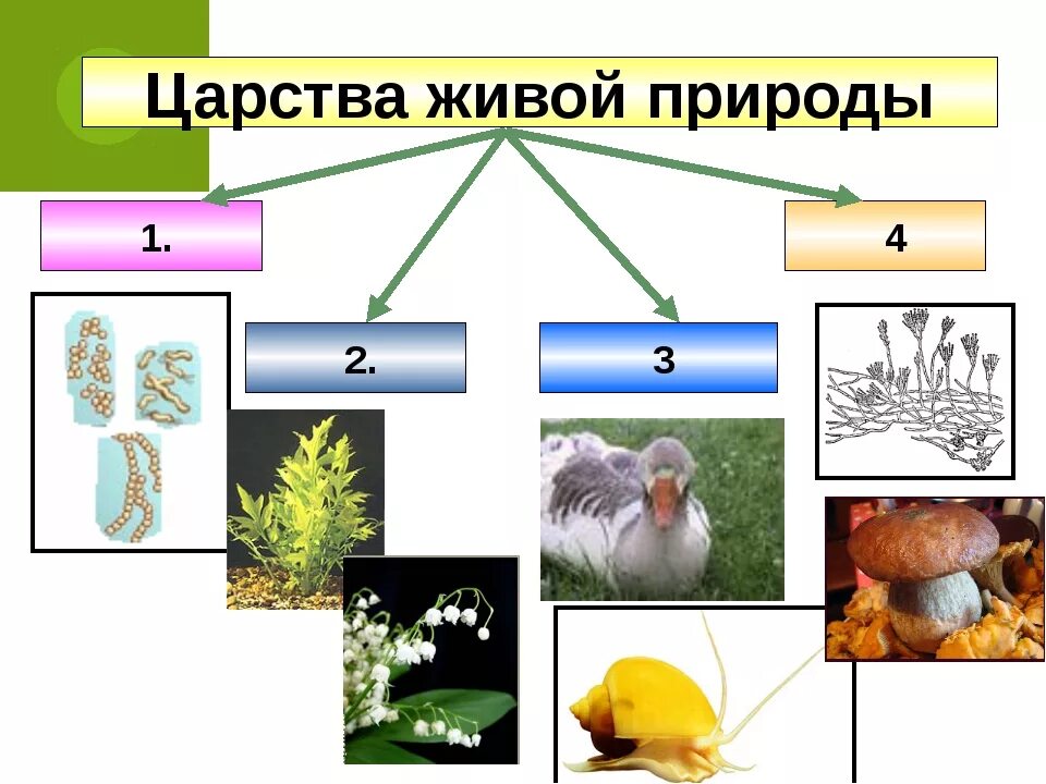 Сколько на земле царства живой природы. Йарства живой природы5 класс биология. Биология 4 царства живой природы. Царства живой природы 5 класс биология. Тема 4 царства живой природы царство бактерий.