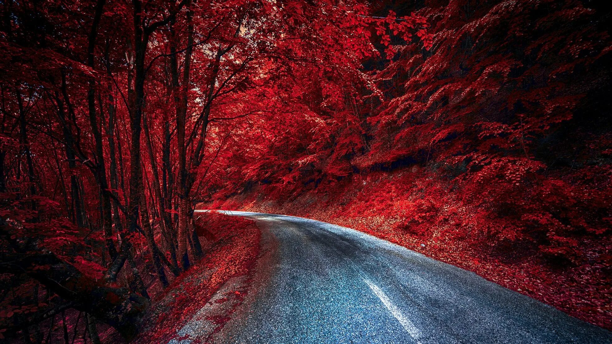 Красная природа. Красный цвет в природе. Красное дерево. Красная дорога.