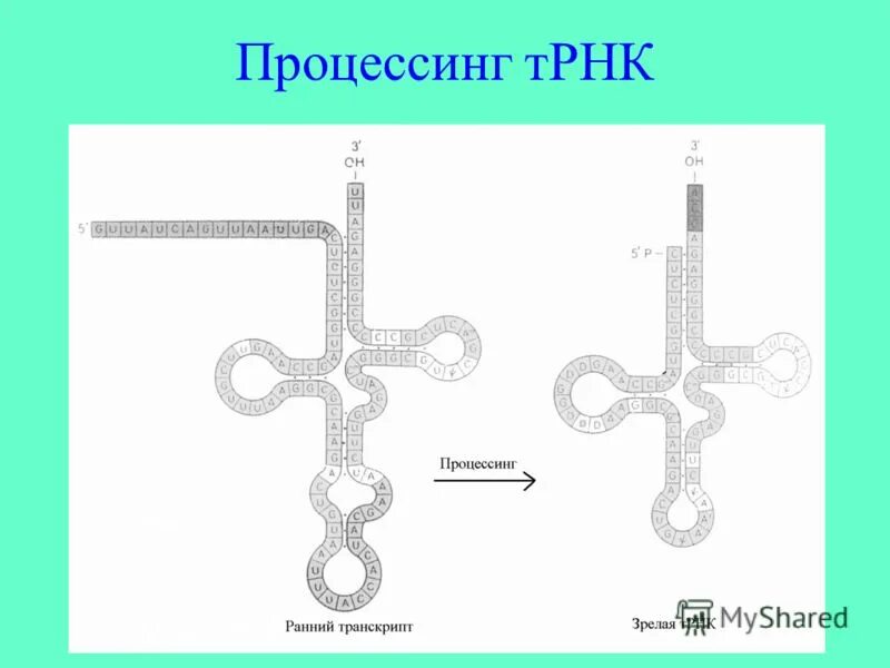 Число т рнк