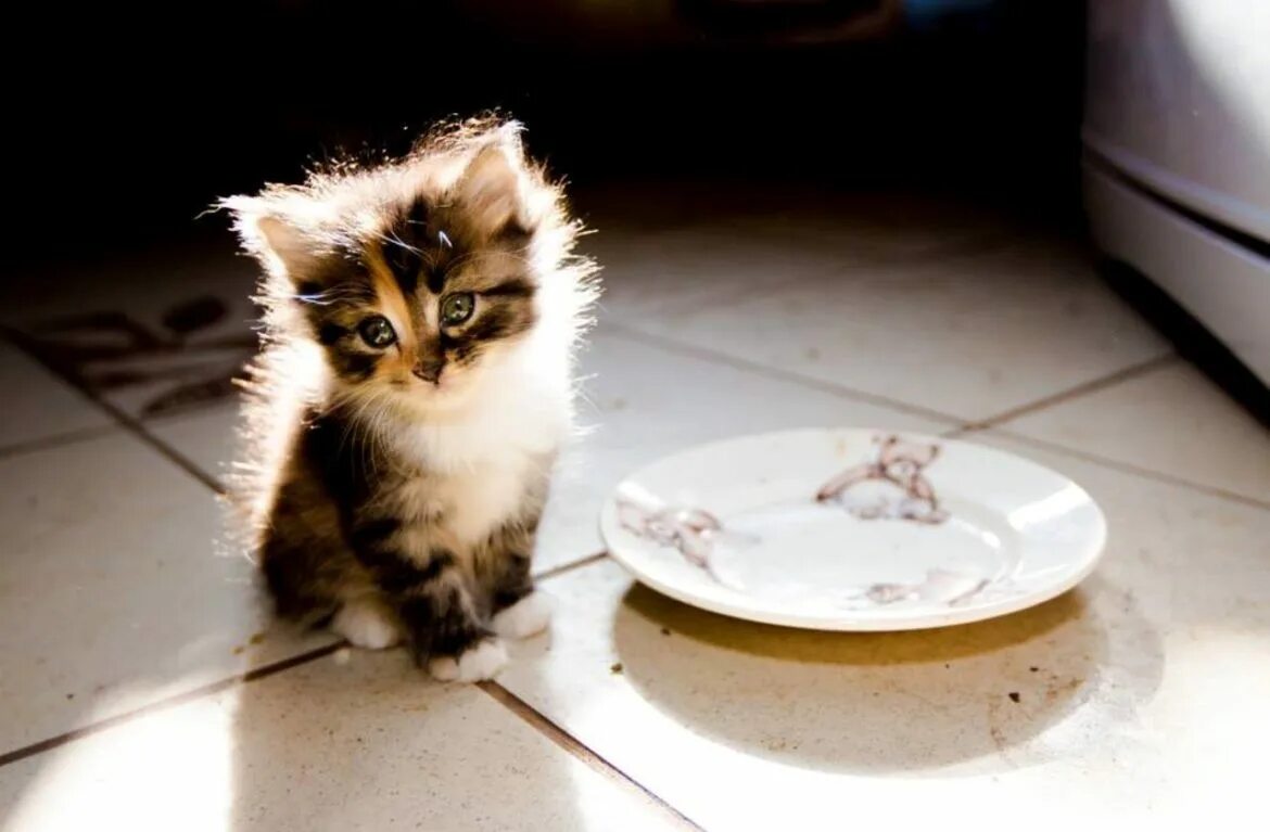 Домашние просят. Голодный кот. Голодный котенок. Миски для котят. Кот в тарелке.
