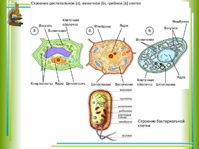 Растительная животная и грибная клетка. Клеточное строение растений животных грибов. Строение клеток растений животных грибов и бактерий. Строение клеток грибов растений и животных. Клетки растительные животные бактериальные грибные