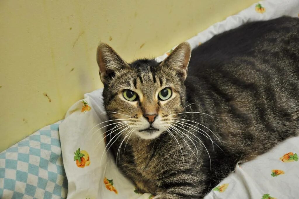 кошка 3. друид медведь 3. кошка 3. кот блэки самый богатый кот в мире. кошечка на белом фоне.