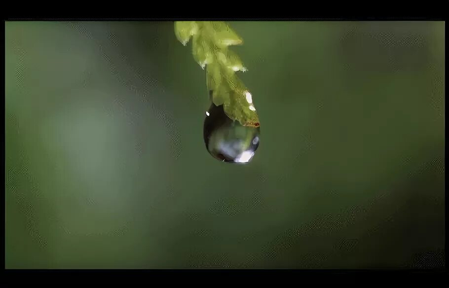 Капля падает с листа. Капли воды. Капля росы анимация. Капля падает в воду. Капельки росы анимация.