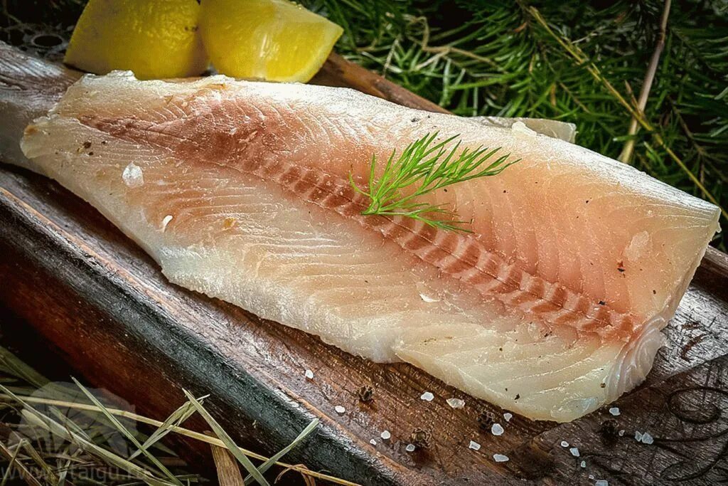 Омуль енисейский. Омуль полезные свойства. Праздник омуль в россии. Белая рыба белорыбица. Байкальский омуль описание.