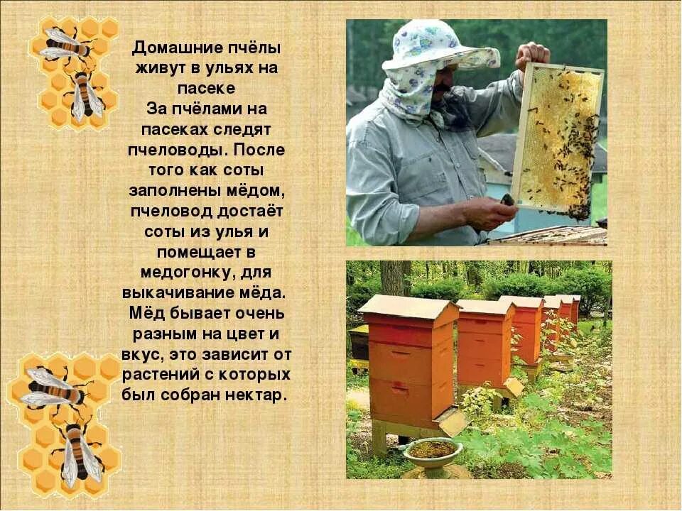 Текст про пчел. Пчела для детей. Детям о пчелах для дошкольников. Пчеловодство для детей. Дошкольникам о пчеловодстве.