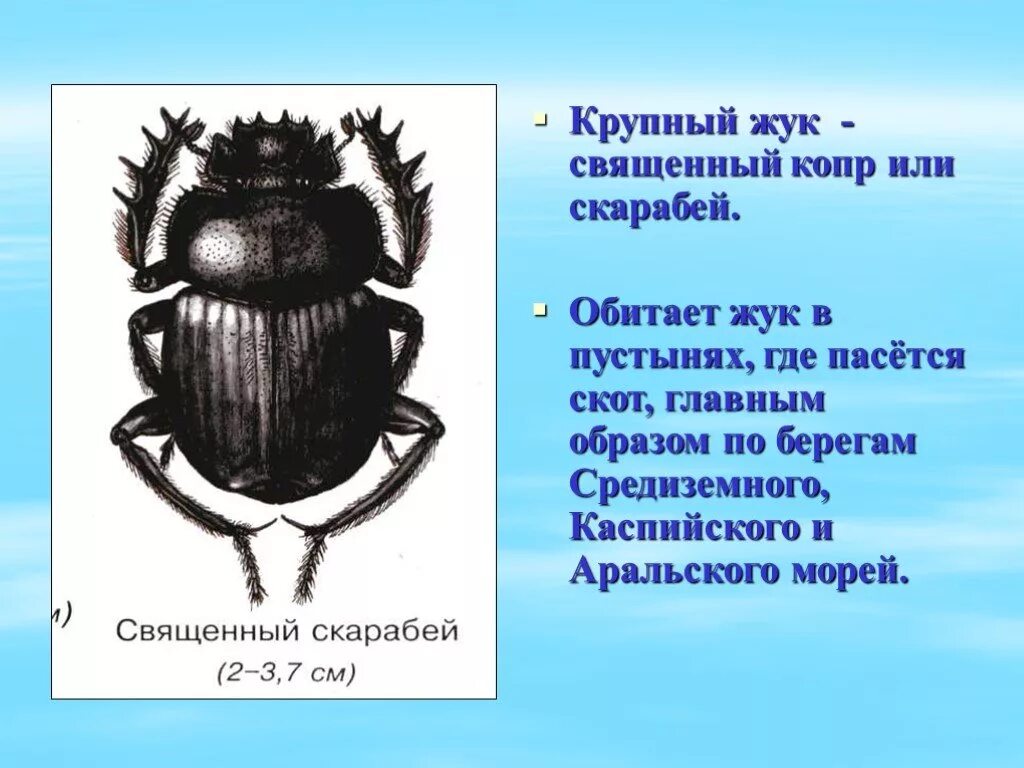 Жук скарабей в какой природной зоне. Священный Жук скарабей. Доклад Жук скарабей. Скарабей Жук опасен для человека. Интересные факты о священном Жуке скарабее.