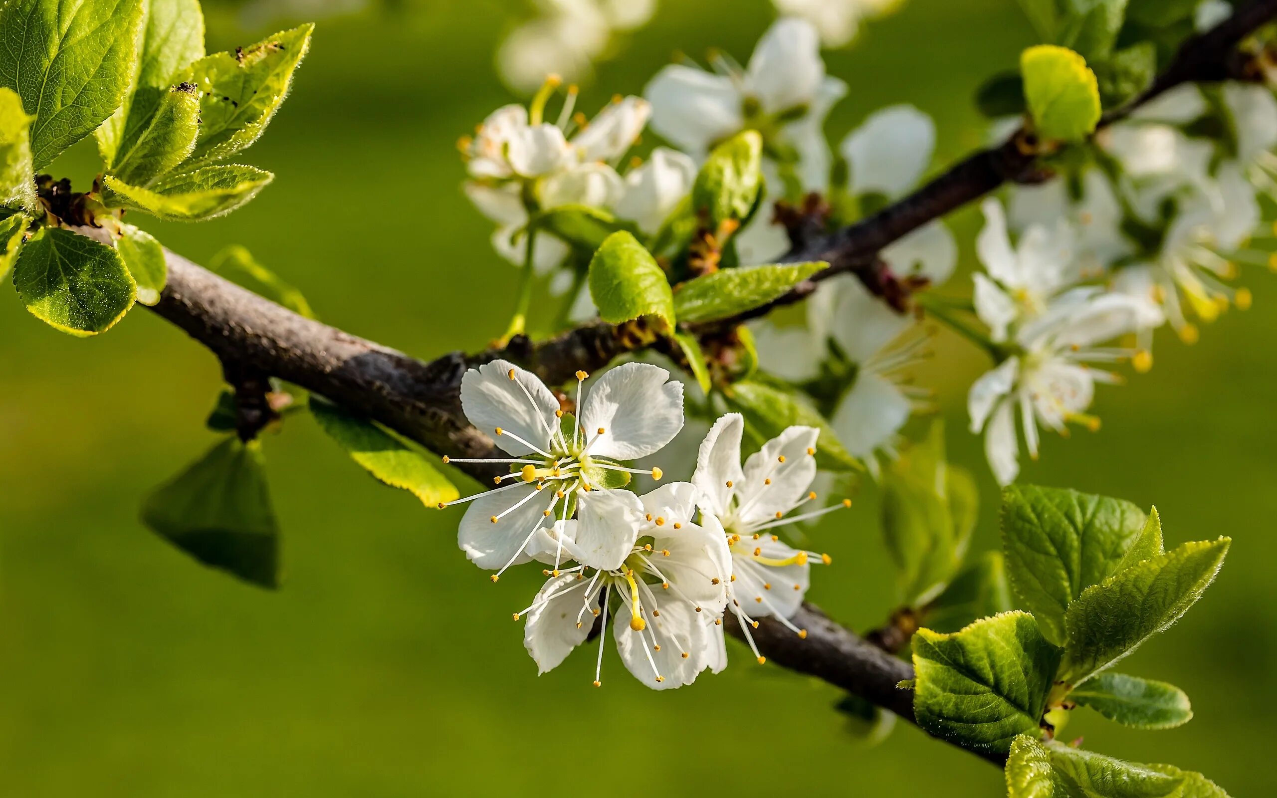 Ветки фруктовых деревьев. Prunus domestica Blossom. Алыча цветет. Алыча цветение. Цветущая слива.