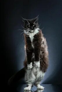 Standing cat