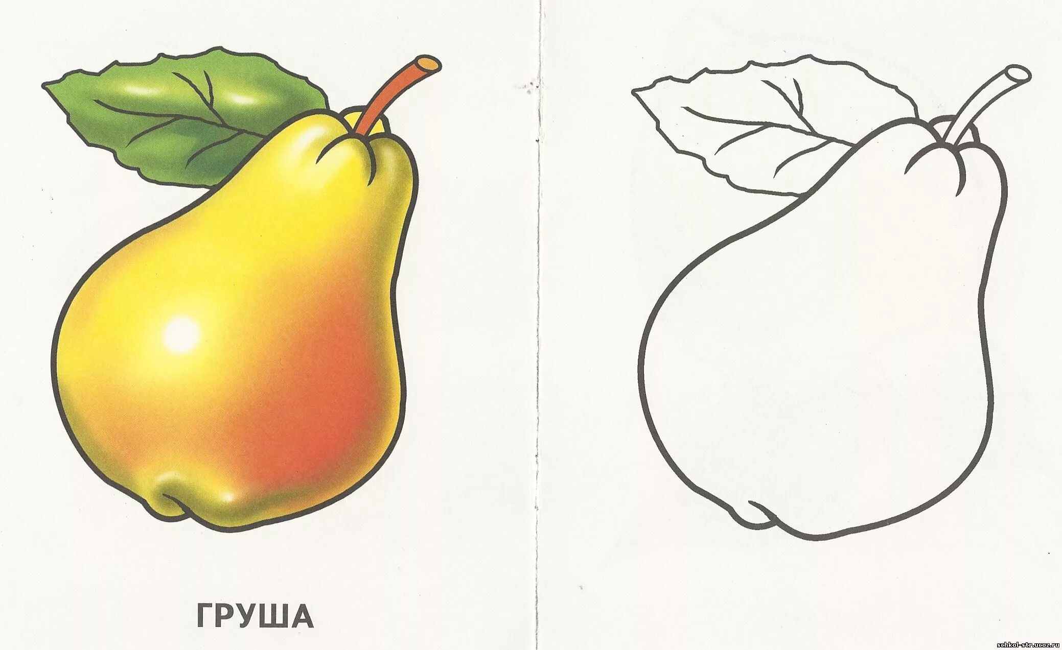 Яблоко груша 4 буквы