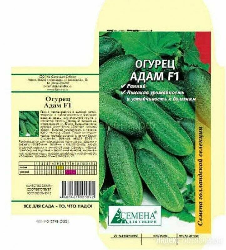 Описание семени огурца. Описание семени огурца. Огурец анзор f1. Огурцы сорта высокоурожайные для открытого грунта сибири. Огурец f1 салтан.