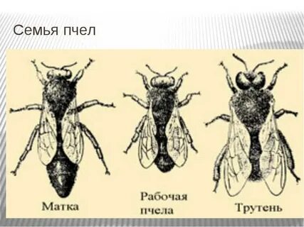 Половая система пчелы