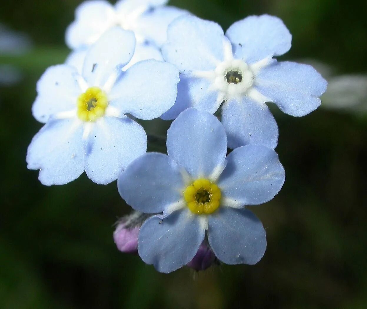 Незабудка света. Незабудка Лесная Myosotis sylvatica. Незабудка мелкоцветковая (Myosotis micrantha).. Незабудка Садовая голубая.