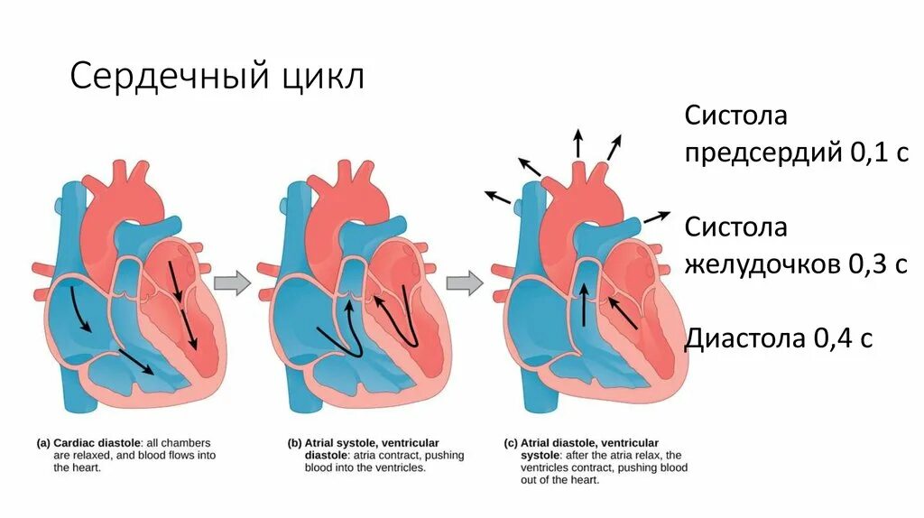 Кровь движется из предсердий в желудочки. Фазы сердечного цикла схема. Сердечный цикл.фазы систолы диастолы желудочков. Цикл сердечной деятельности схема. Сердечный цикл его фазы структура.