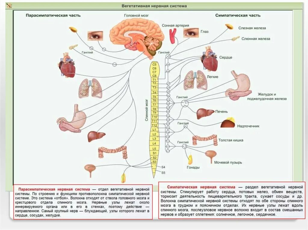 Вегетативный отдел нервной системы головного мозга. Симпатическая нервная система строение и функции. Строение вегетативной системы человека. Нервная система человека схема симпатическая и парасимпатическая. Нервная система строение функции отделов