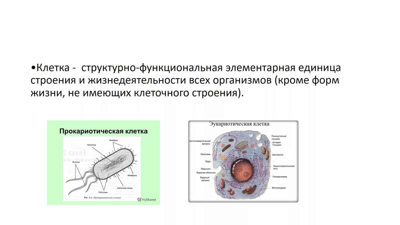 Структурной единицей живого организма является. Клетка структурная и функциональная единица организма. Клетка единица строения и жизнедеятельности организма. Структурные единицы клетки. Клетка структурно функциональная единица организма.