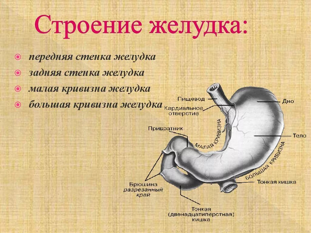 Желудок строение и функции анатомия. Желудок функции Анатомическое строение. Желудок топография строение функции. Желудок анатомия кардиальное отверстие.