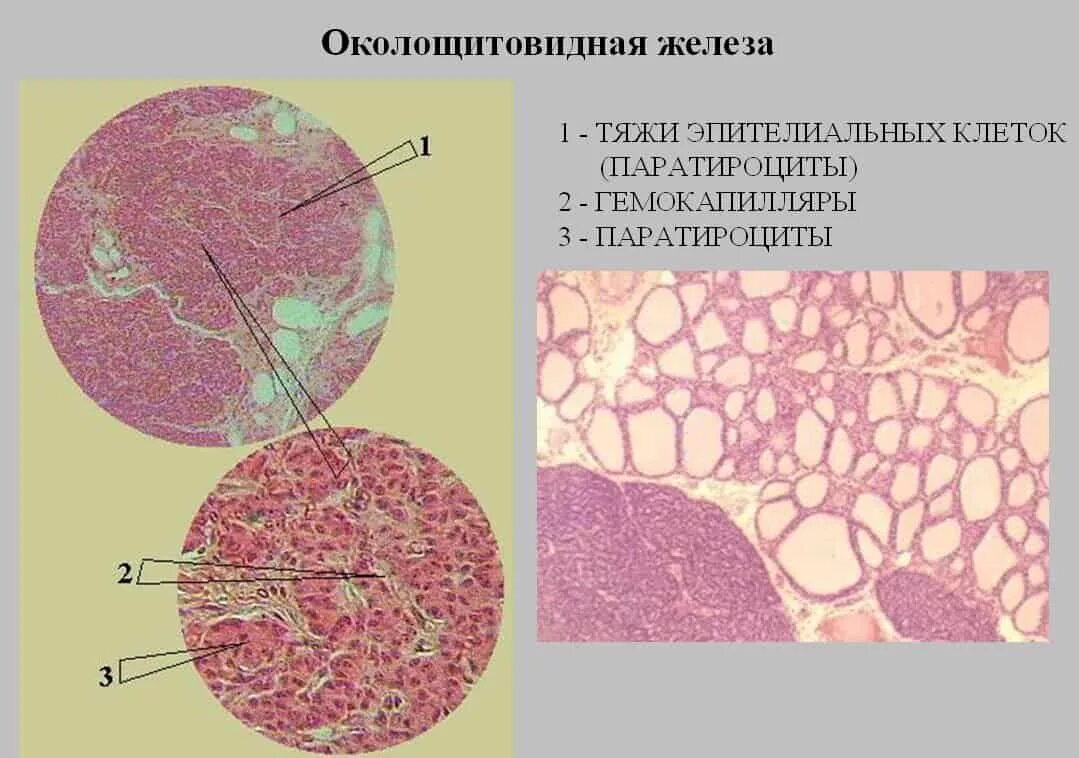 Паращитовидная железа гистология препарат. Околощитовидная железа гистология препарат. Щитовидная железа гистология препарат. Паращитовидная железа гематоксилин эозин.