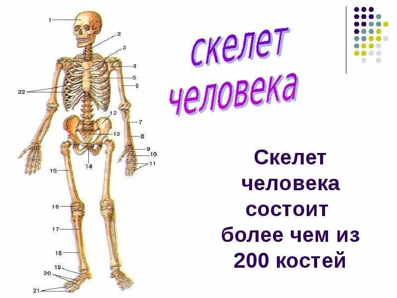 Он отличается большой и состоит из отделов. Скелет человека состоит. Скелет человека состоит из. Скелет человека с обозначениями. Из чего состоит скелет человека.