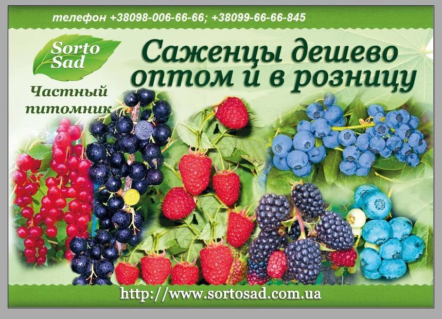 Саженцы плодово ягодных культур. Плодово-ягодный питомник. Саженцы плодово ягодных и декоративных культур. Плодово-ягодные культуры. Питомник ягодных саженцев