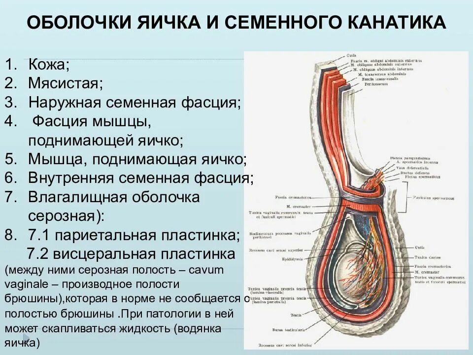 Семенной канатик анатомия. Анатомия яичка и семенного канатика. Семенной канатик оболочки мошонки. Элементы семенного канатика оболочки яичка. Семенной канатик анатомия строение.
