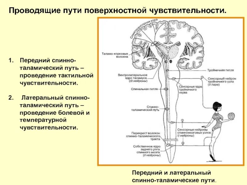 Проводящие пути болевой и температурной чувствительности Анато. Спиноталамический путь схема. Путь болевой и тактильной чувствительности. Проводящие пути тактильной чувствительности схема.