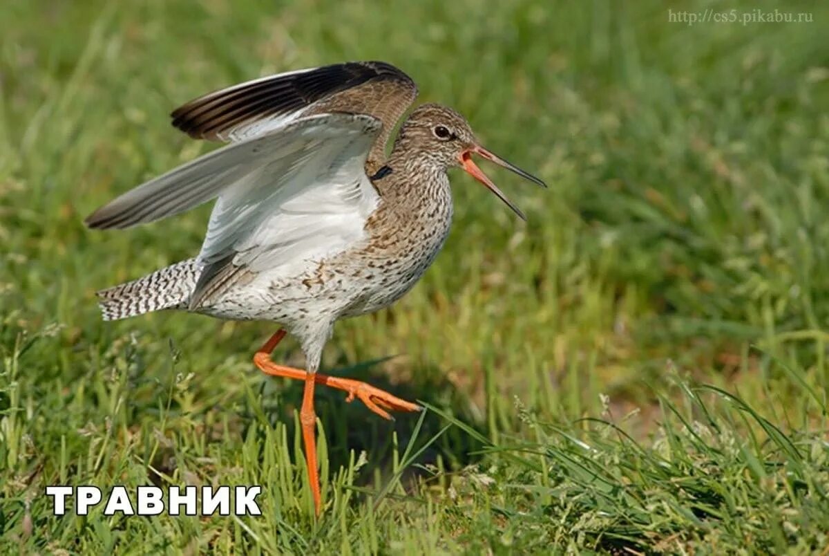 Травник птица. Кулик травник. Кулик травник птица. Травник - Tringa totanus. Красноножка (травник).