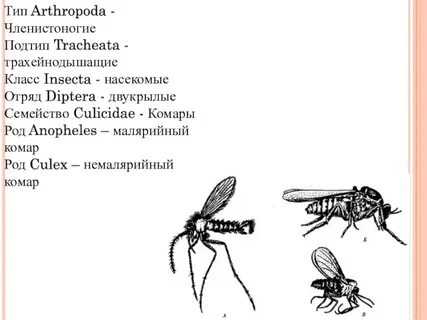 Таксоны малярийного комара систематические