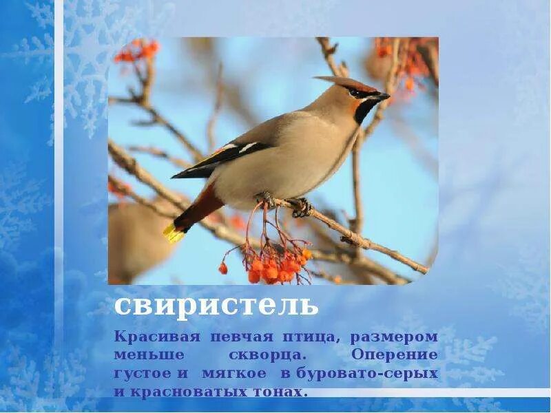 Свиристель загадка. Загадка про свиристель. презентация свиристель. загадка про свиристель для детей. свиристель птица загадка.