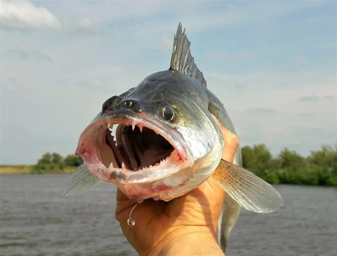 Скумбриевидный гидролик (Payara). Рыба в реке Волга. Рыбы которые обитают в Волге. Хищные рыбы Волги.