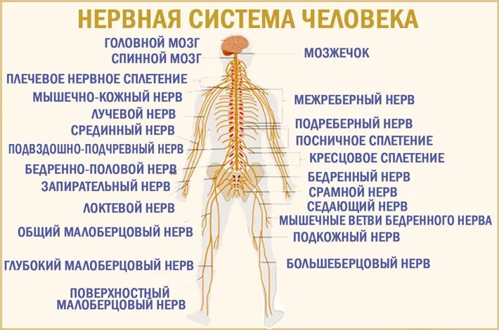 После нервов