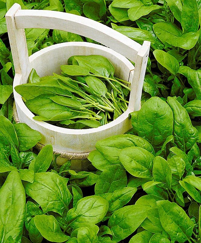 чем отличается шпинат. щавель шпинатный. шпинат. как отличить шпинат от ботвы. щавель шпинатный.