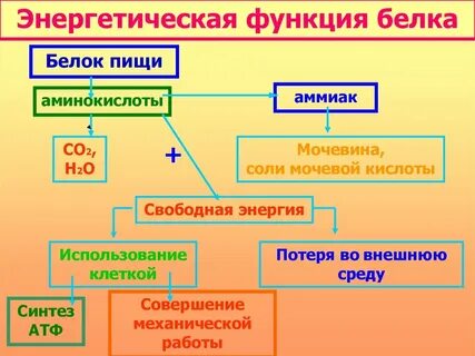Энергетическую функцию выполняет вещество