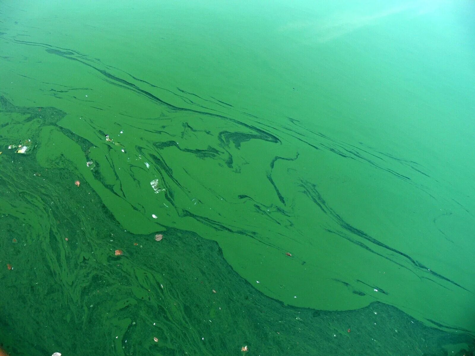 Синезелёные водоросли цианобактерии. Цианобактерии сине-зеленые водоросли. Цветение воды цианобактерии. Сенезнленое водоросль.