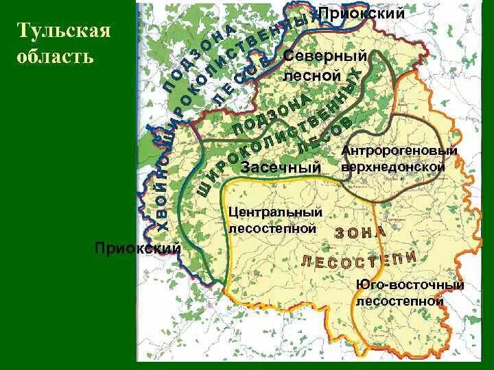 Какая природная зона в тульской области