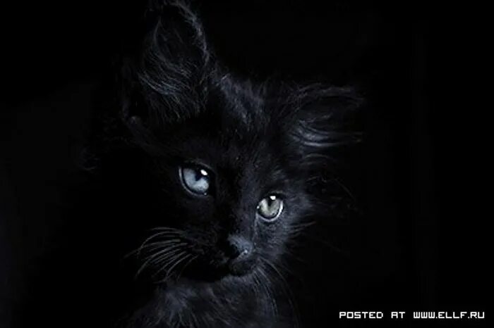 красивый черный кот. красивый черный кот. чёрный кот. черный оба. черный кот с желтыми глазами.