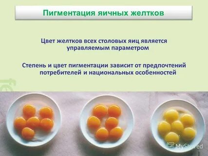 От чего зависит цвет яиц